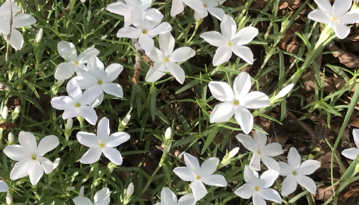 White bed of flowers