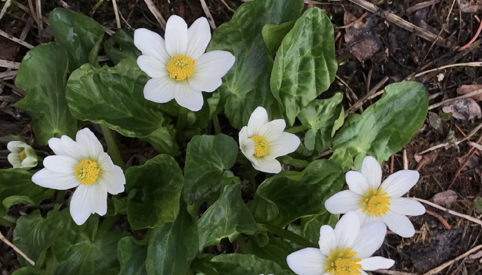 White with Yellow Center flower