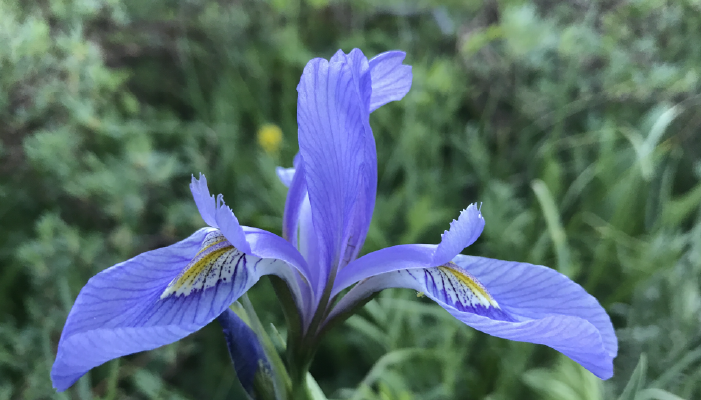 Wild Iris